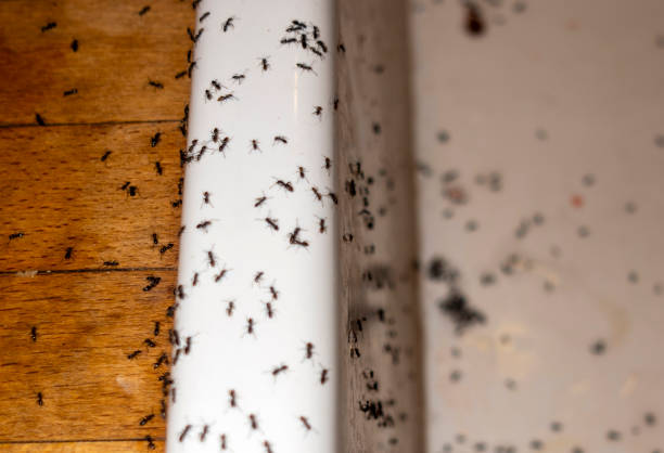 Best Best Pest Control Companies  in Hideaway, TX
