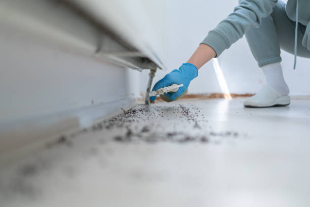 Best Local Pest Control Services  in Hideaway, TX